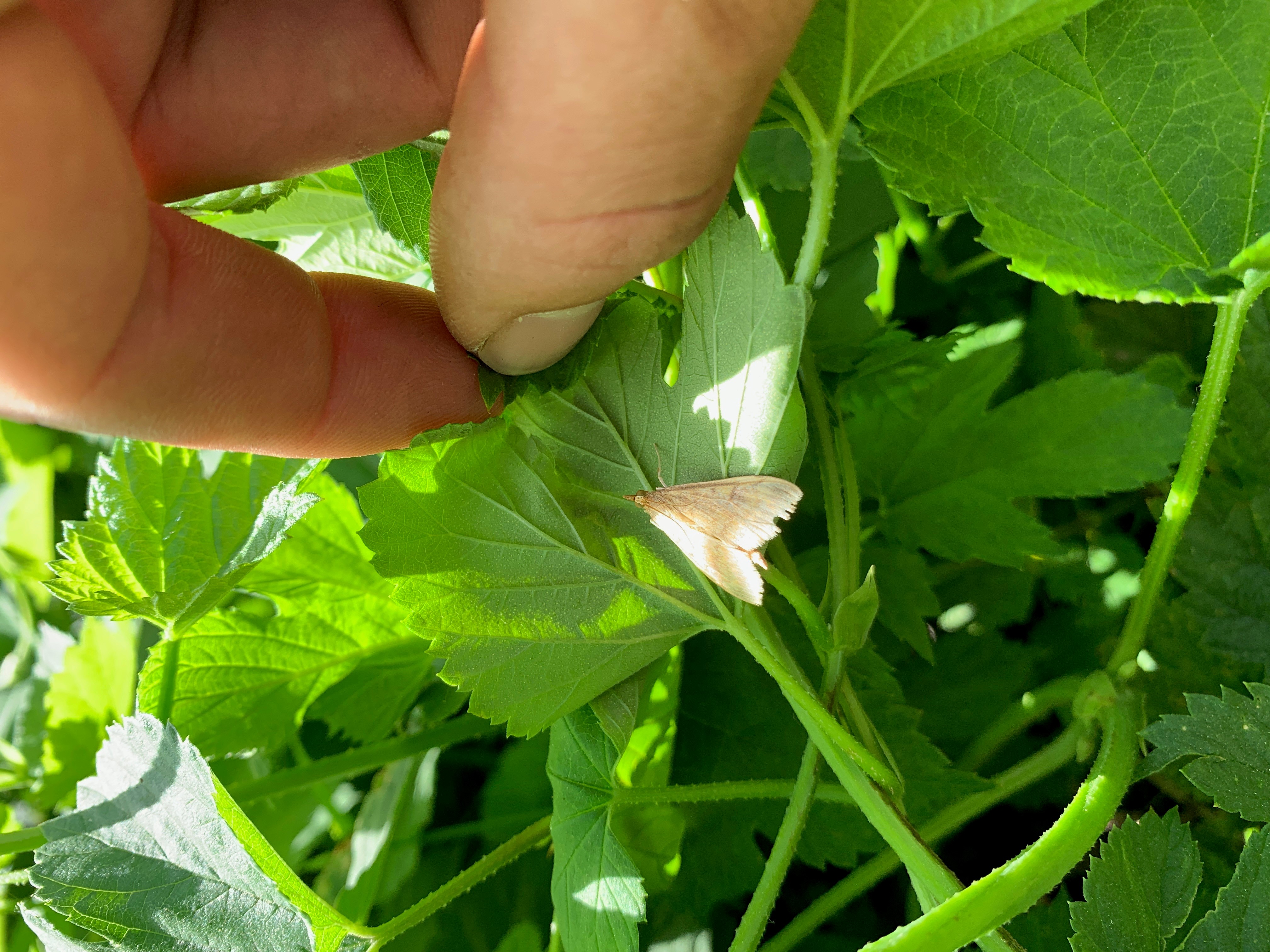 A European corn borer moth sitting on the underside of a hop leaf.
